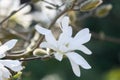 Star Magnolia stellata, white star-shaped flower Royalty Free Stock Photo